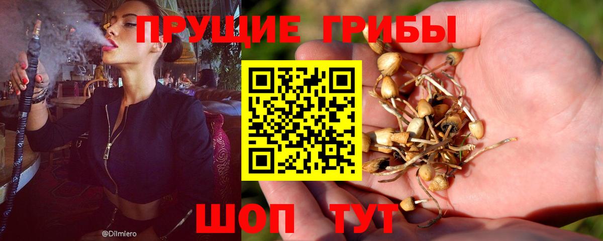 Кызыл  продажа наркотиков  Вход с VPN  Галлюциногенные грибы Psilocybe 